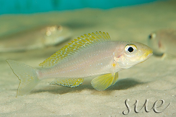 Xenotilapia sp. 'papilio sunflower' Chituta Bay